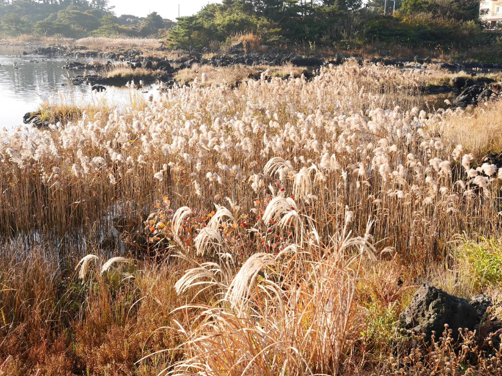 seogwipo mejongdeuojorag