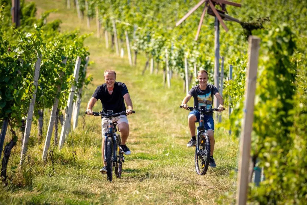Weingut-Gästehaus Birnstingl