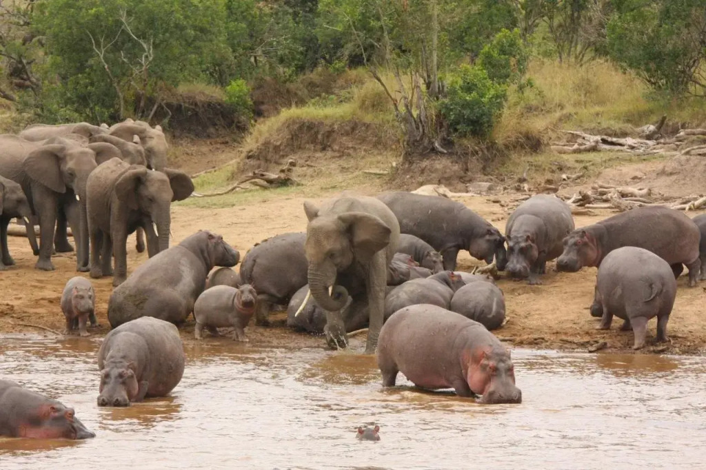 Karen Blixen Camp Masai Mara