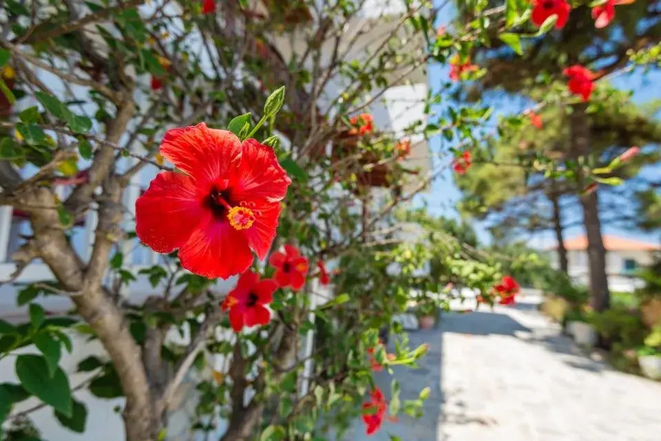 Tassos & Marios Studios & Apartments Alykanas