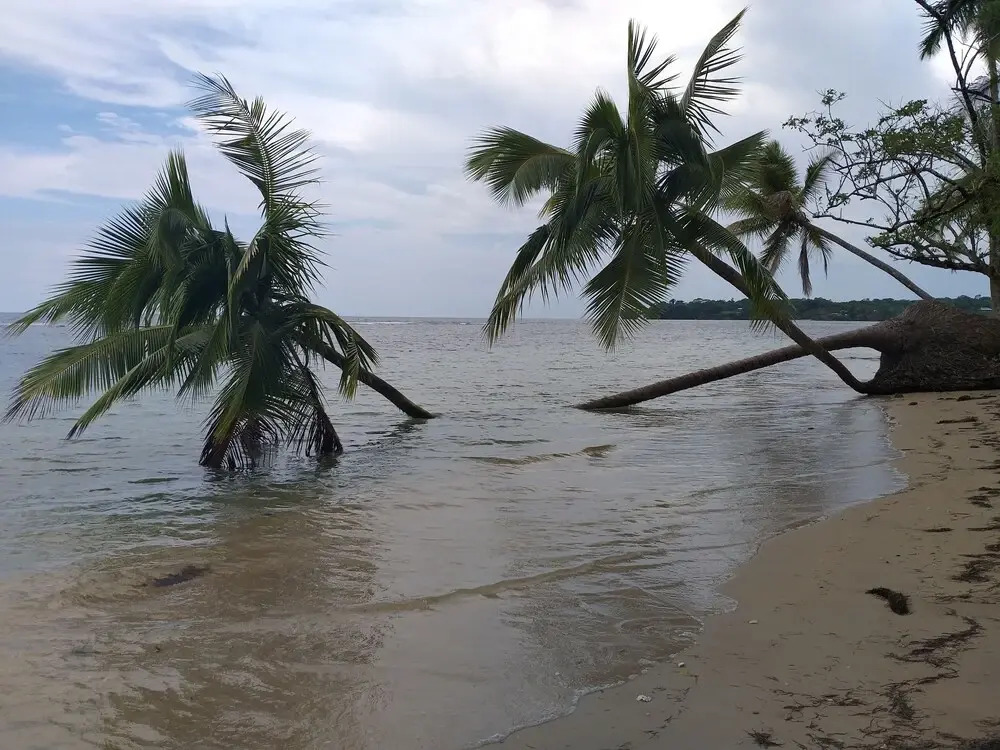 Coconut Bungalows Star Fish Beach
