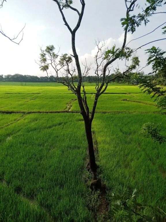 Sigiriya Paddy Field Hut