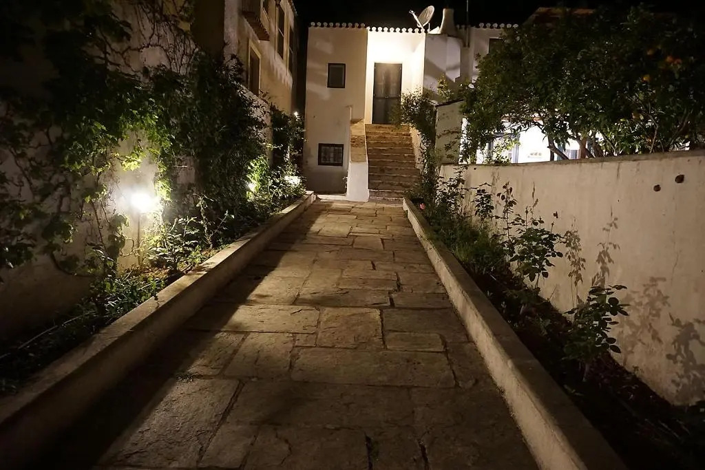 Two Olive Trees