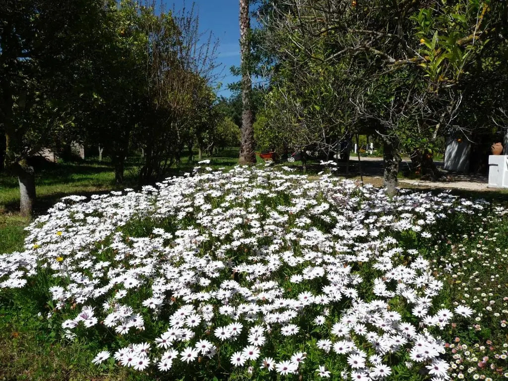 Quinta Quinze