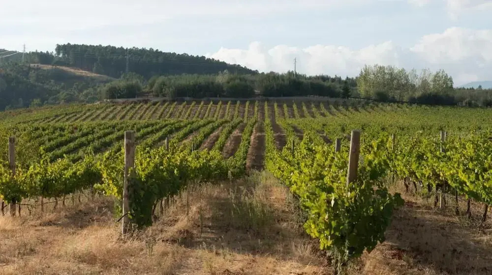 Tranca da Barriga - Casa do Vinho by Quinta De São Tiago