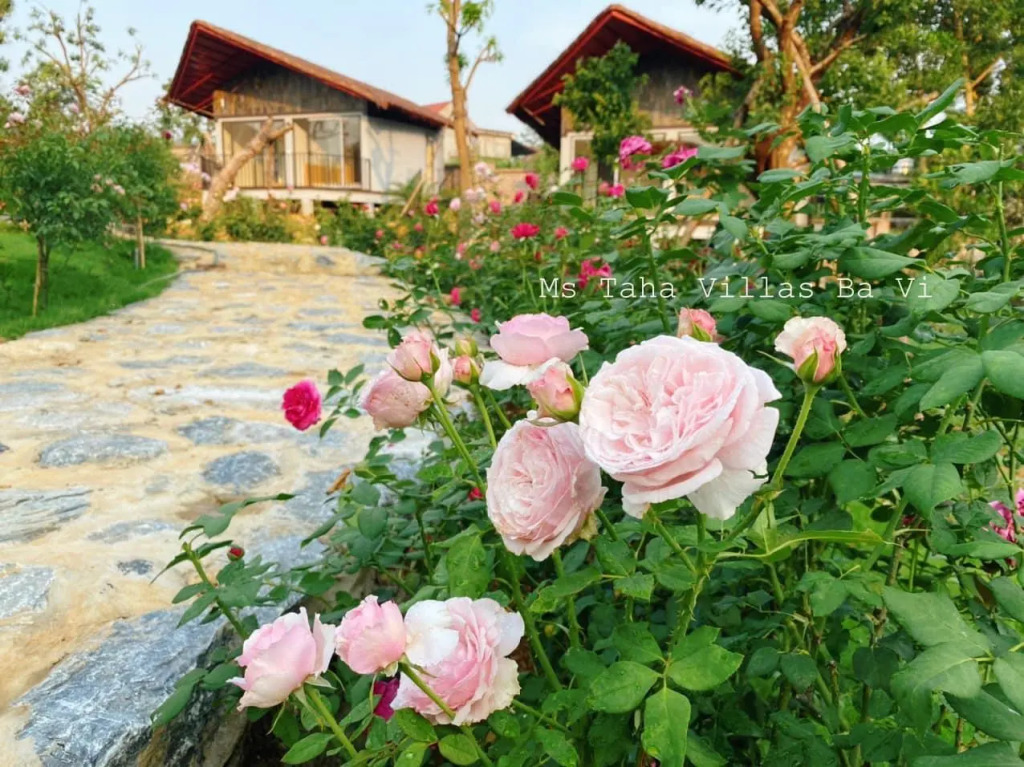 Ms Taha Villas Ba Vi - Venuestay