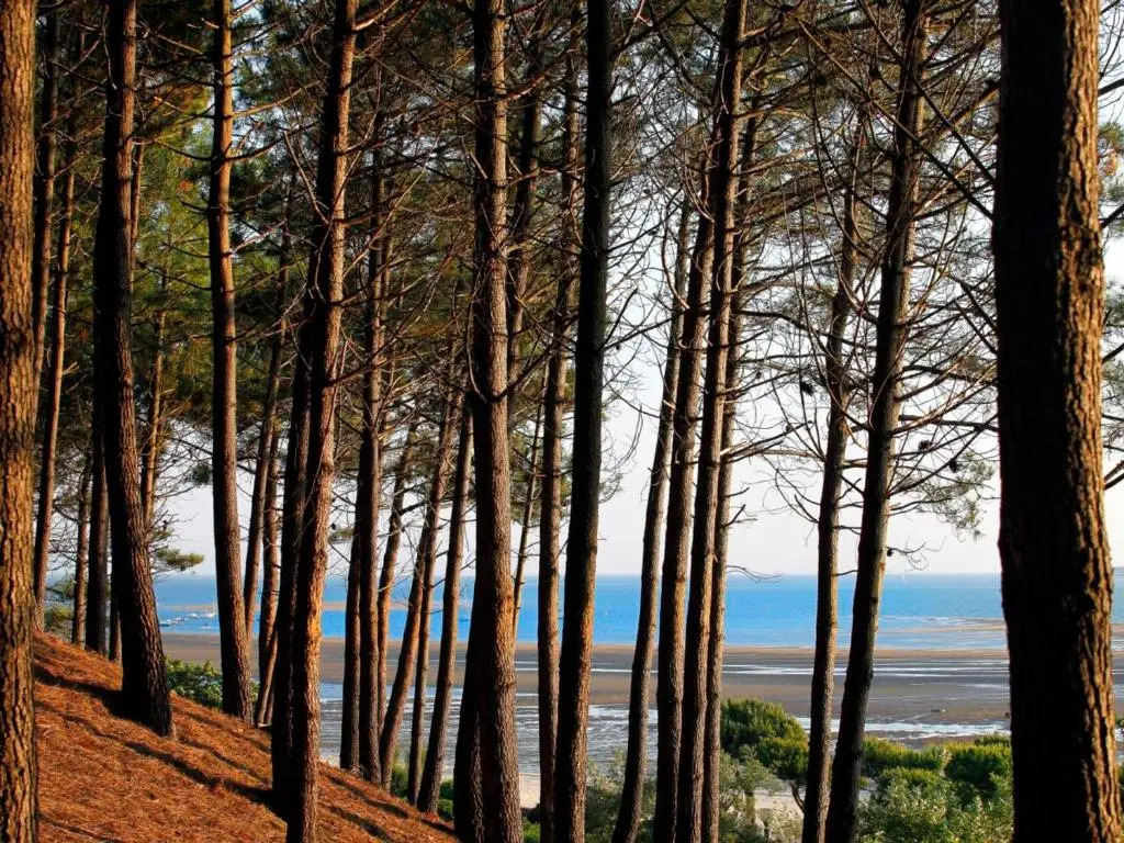 Appartement Arcachon, 3 pièces, 4 personnes - FR-1-420-30