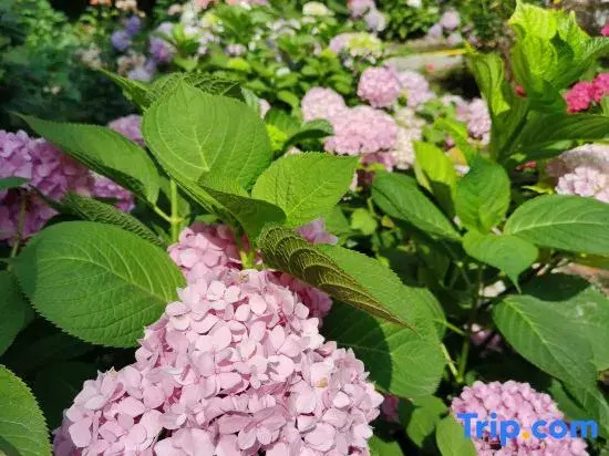 Yizheng Sixteen Chrysanthemum Homestay