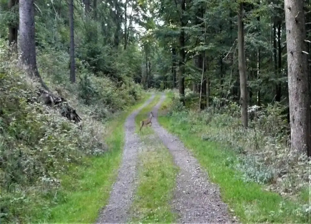 Forest Retreat with Garden