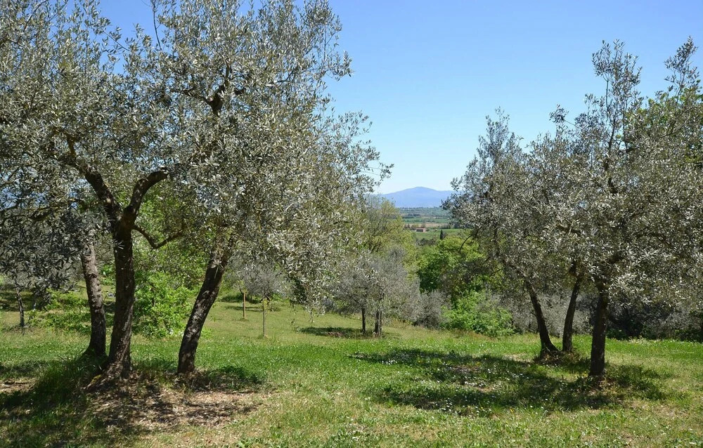 Amazing Apartment in Monte San Savino With 2 Bedrooms