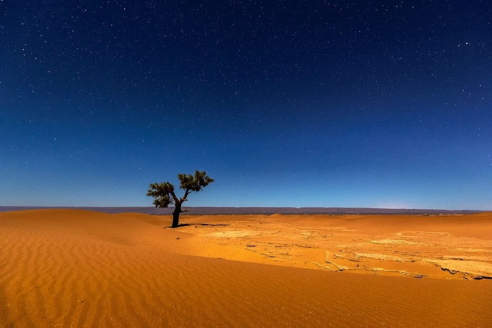 Camp Sahara Nights