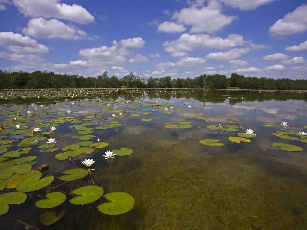 Maison spacieuse avec cour et cheminée au cœur du Parc Naturel de la Brenne - FR-1-591-229