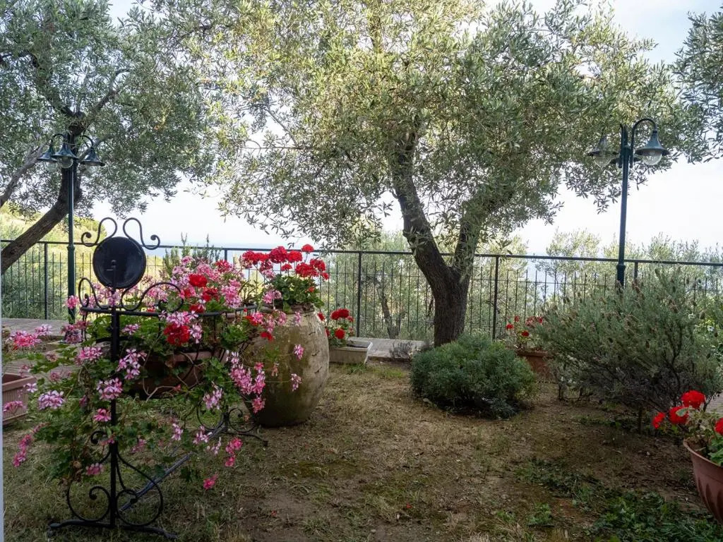 Tra Gli Ulivi