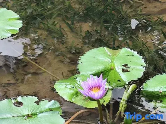 Jin Bi Property Joyful Homestay (Dongning Haifahu Island Store)