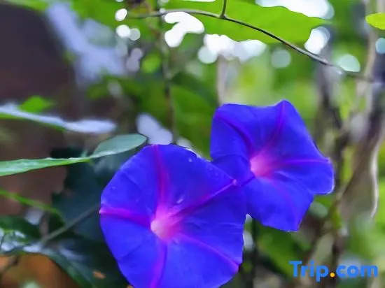 Nankun Mountain Mushepin No. 10 Wild She Tangquan Holiday Homestay (Forest Park)