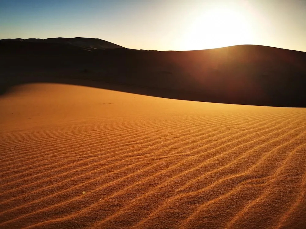 Riad Desert Camel