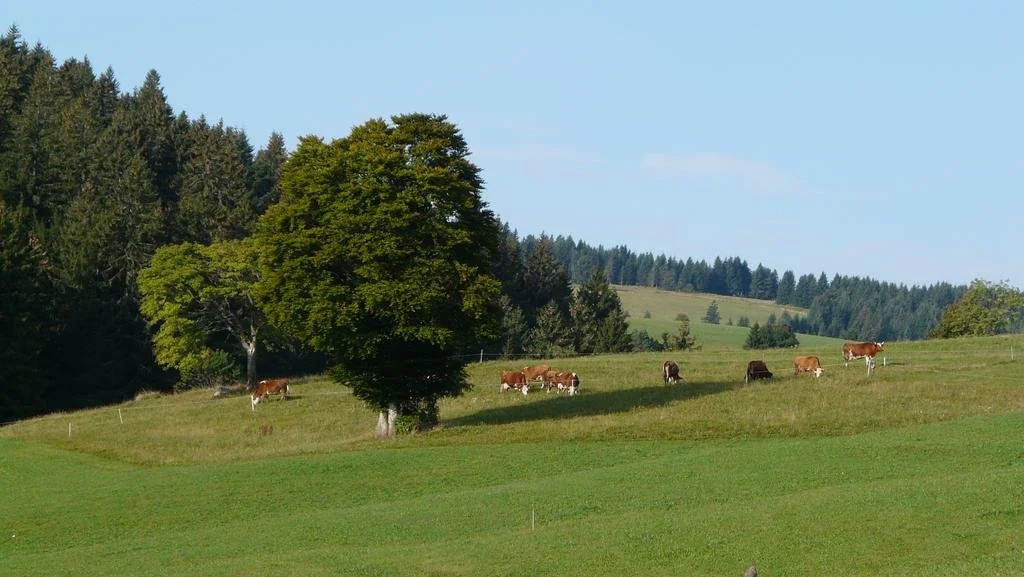 Reesbauernhof