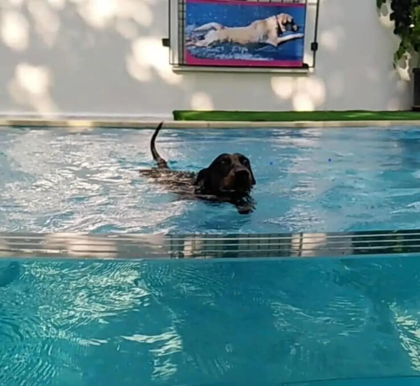 Kristalex Pet Friends Hotel