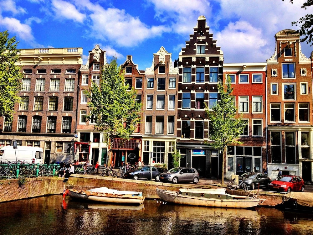 Tulip of Amsterdam