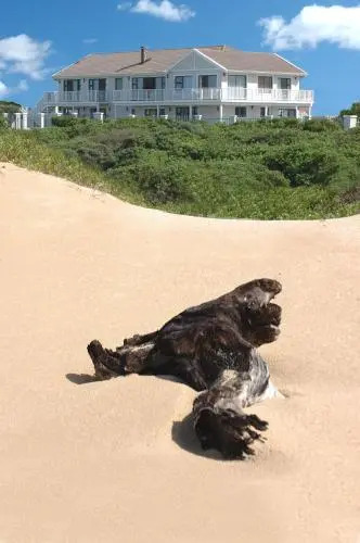 The Beach House