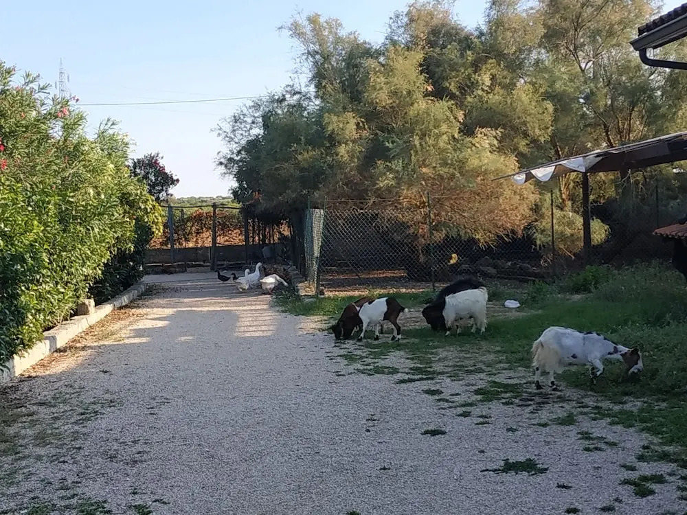 Fattoria Il Noce B&B
