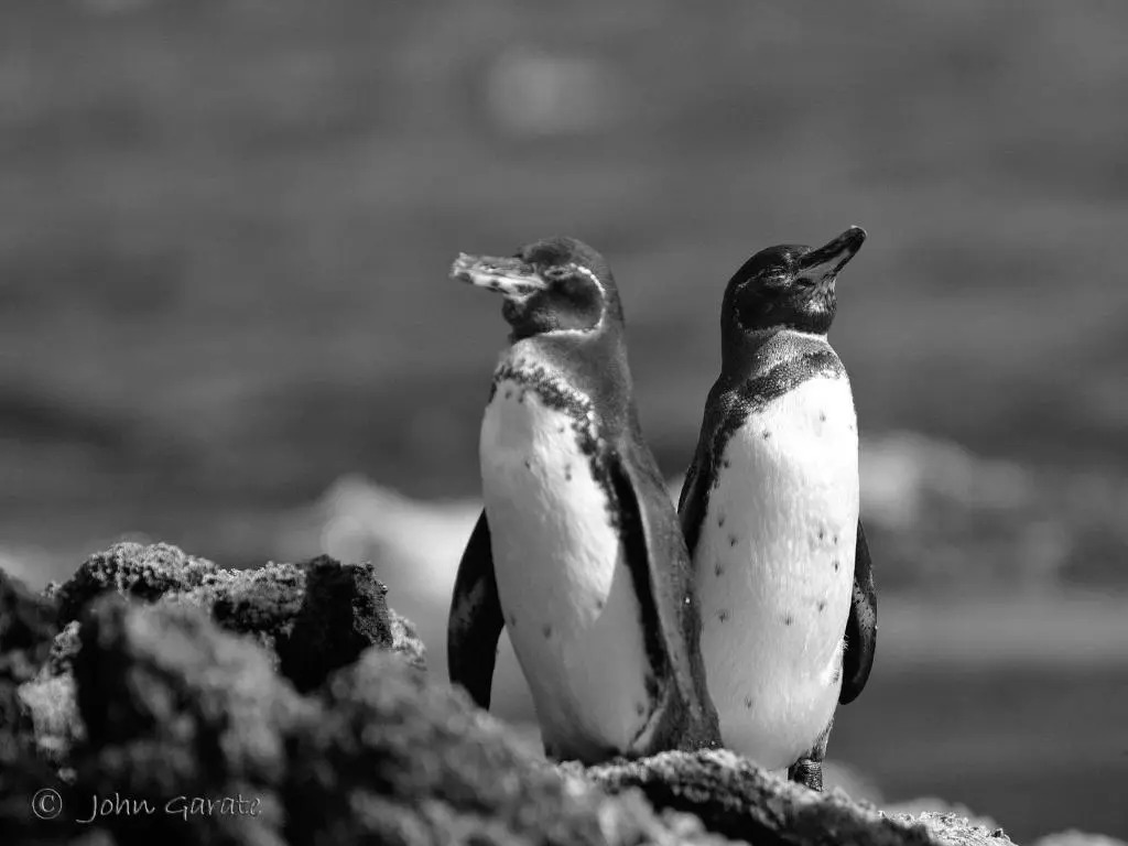 Torre Mar Galapagos Boutique Suites