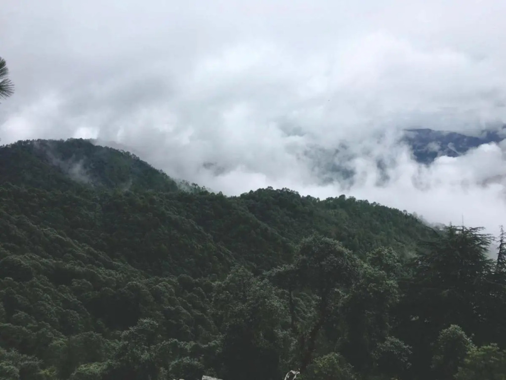 TreeHouse Chail Villas