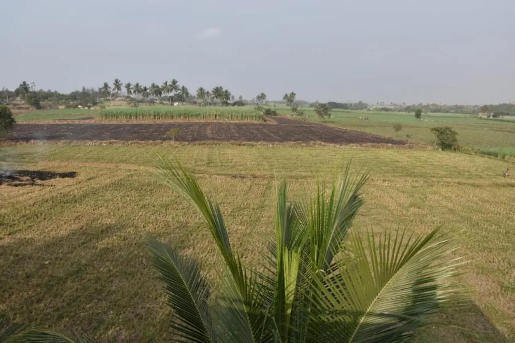Coconut Homestay Hampi