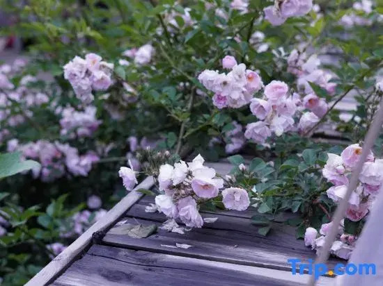 Walnut Tree Soup Spring Homestay