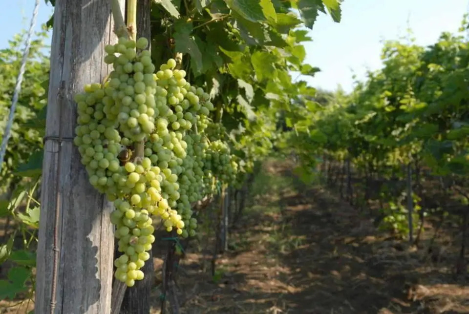 Le Case Del Merlo Turismo Rurale