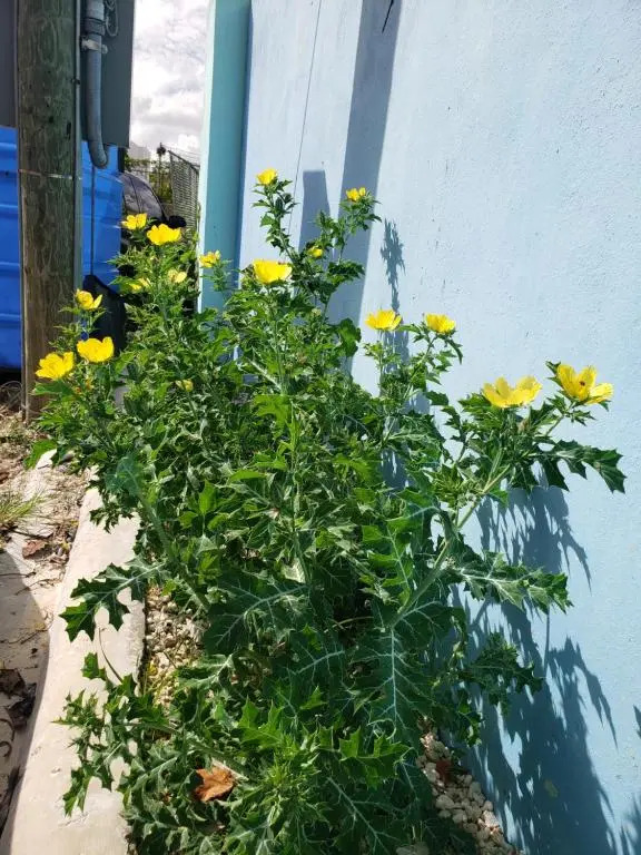 Apartamentos Elohim 2