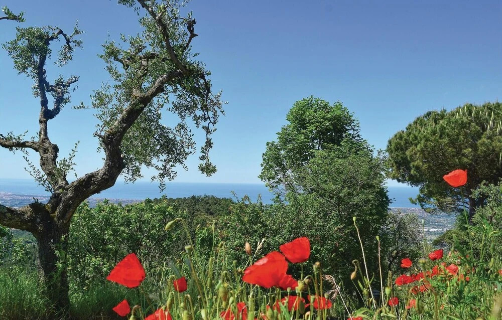 Villa Ortensia