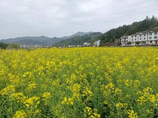 Wuyuan Wanling Inn (Jiangwan Scenic Area)