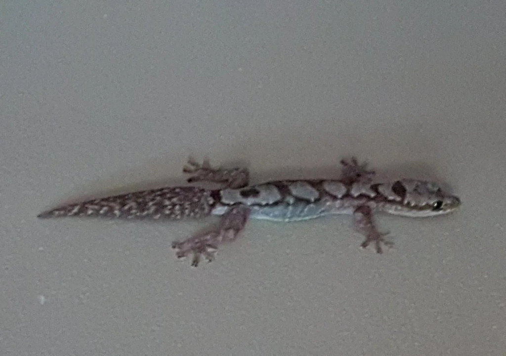The Odd Gecko B&B