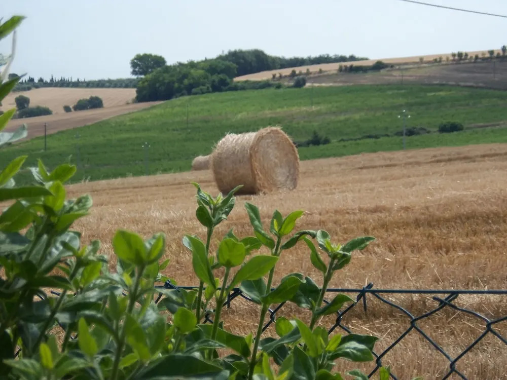 Coltorto