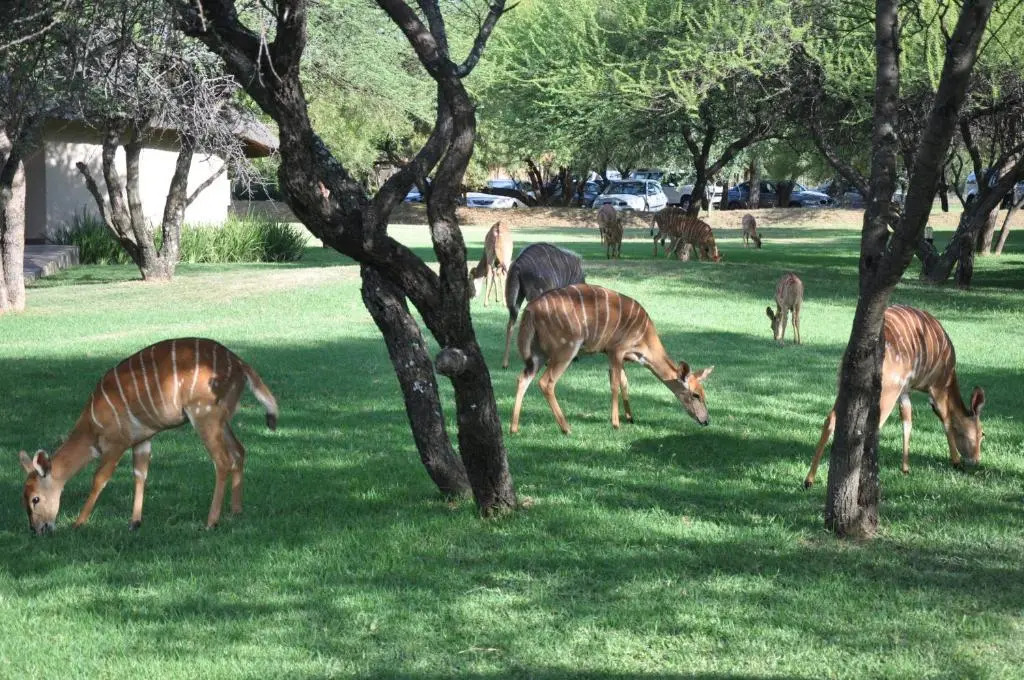 Mongena Game Lodge