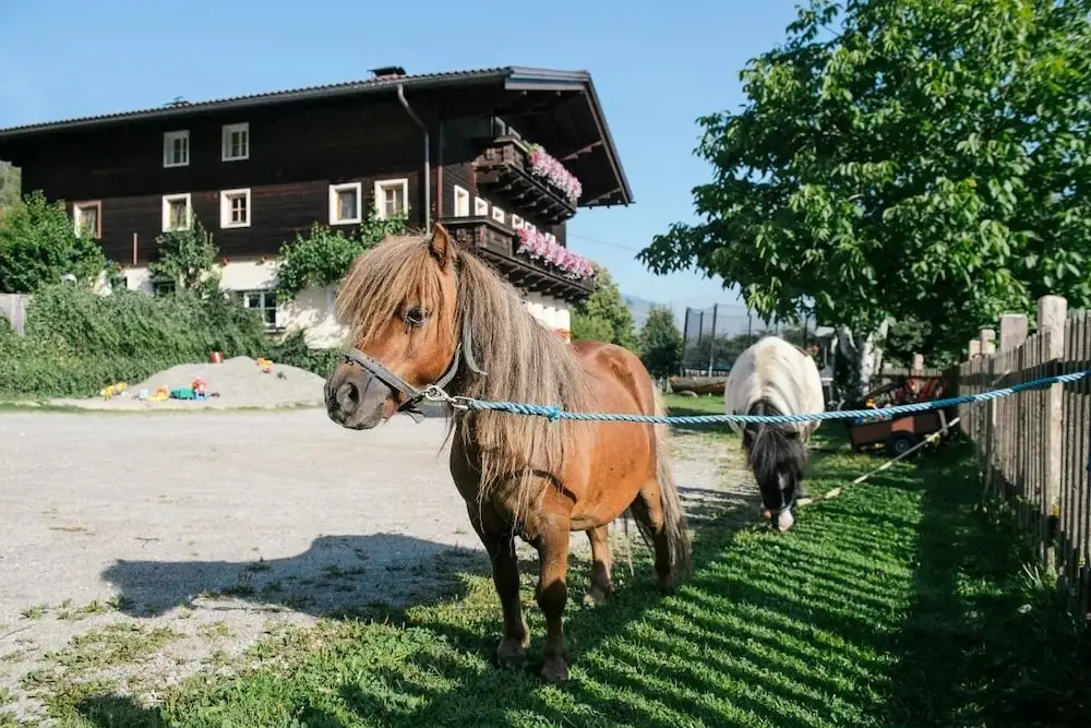 Familienbauernhof Göttfriedbauer
