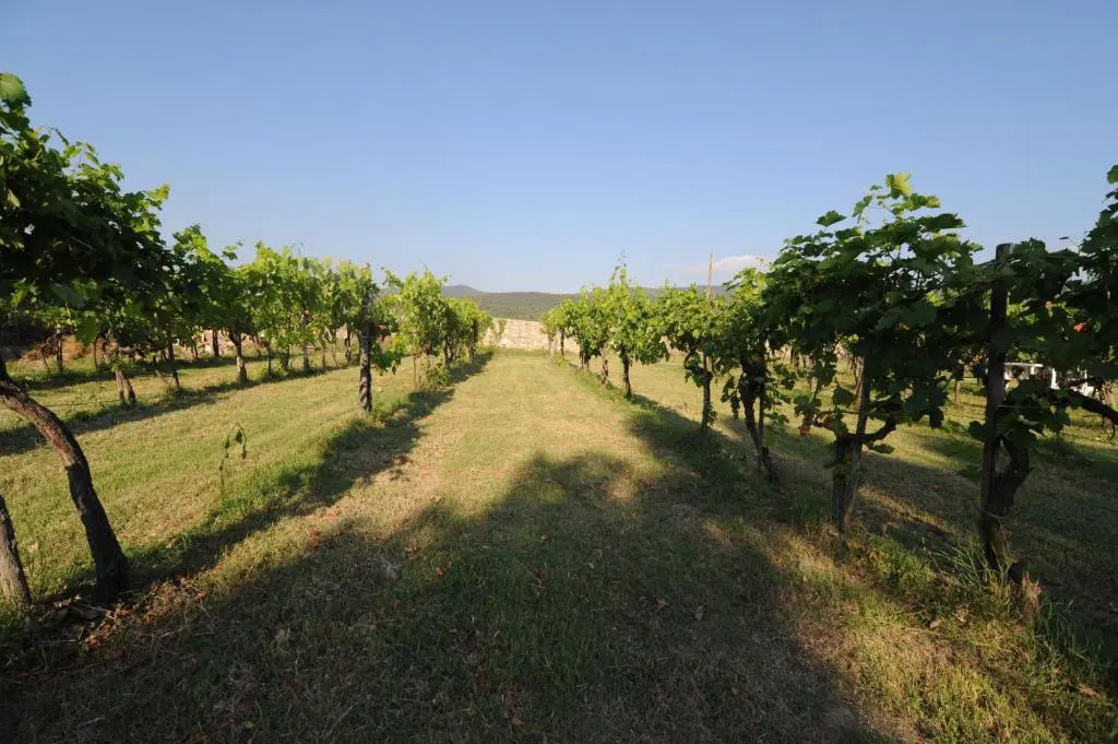 Agriturismo Scorgiano