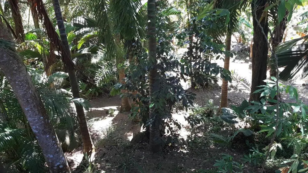 A Peace In Paradise