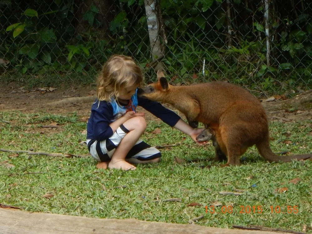 Daintree Siesta