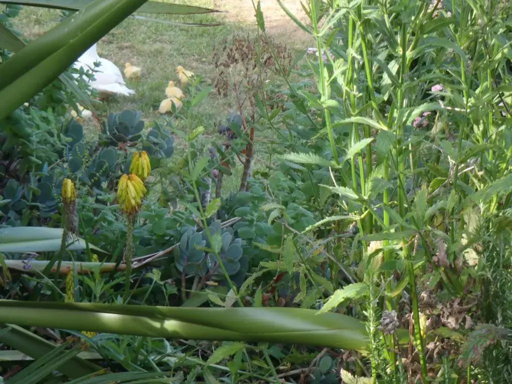 Blackberry Hill Farm