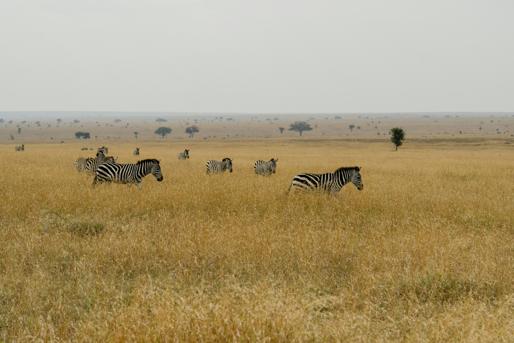 Ngorongoro Lodge member of Meliá Collection - The leading Hotels of the World