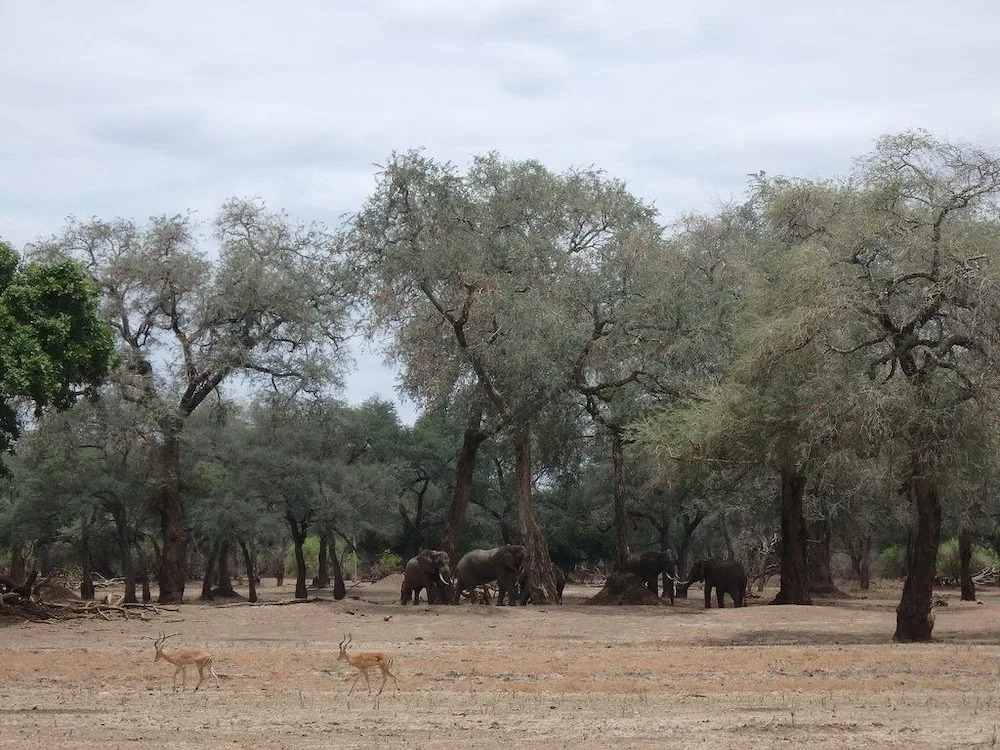 Mwinilunga Safaris