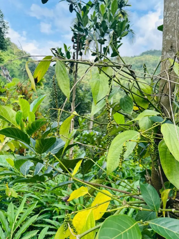 Thoppil Homestay Munnar