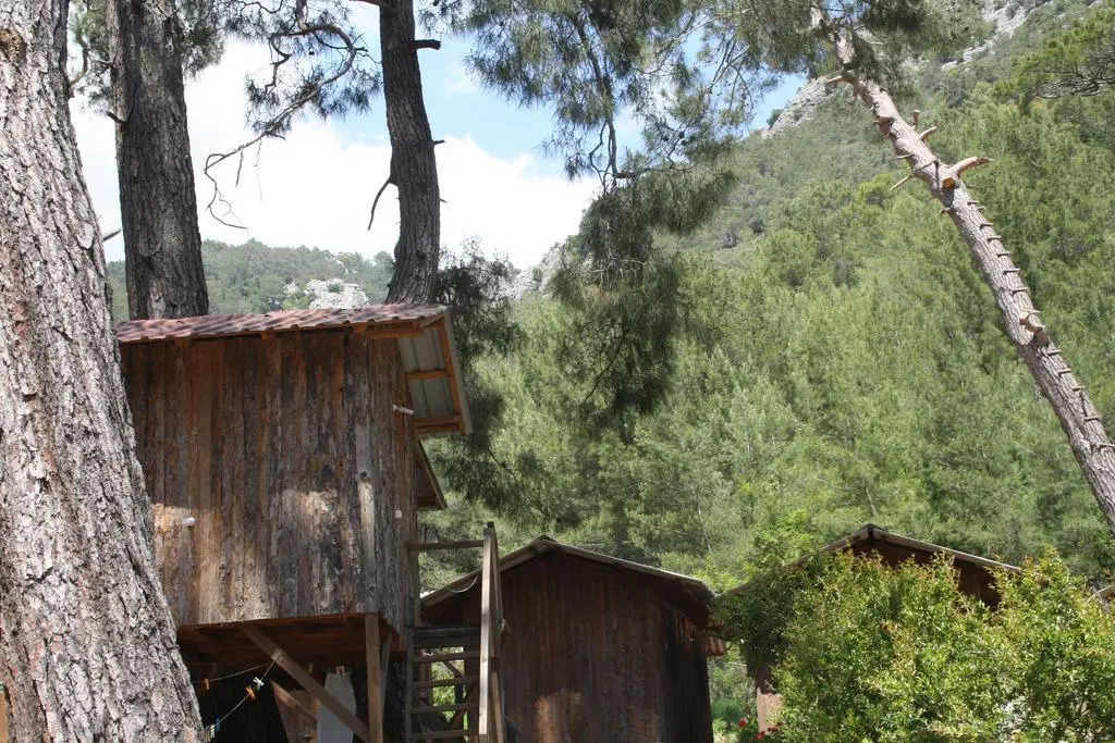 Saban Tree Houses