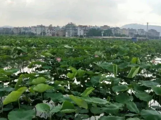 Fuxian Lake Dingyi Inn
