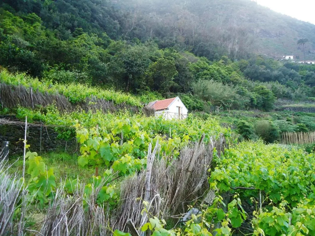 A Casa Estrelícia-Dourada Garcês