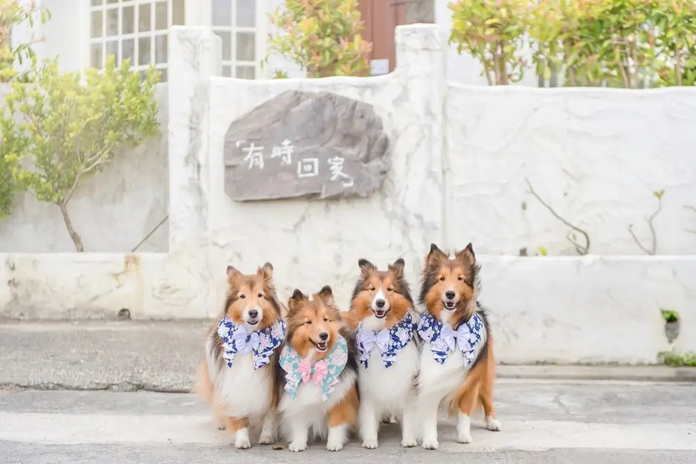 Taitung Homeabout Pet Friendly Hall