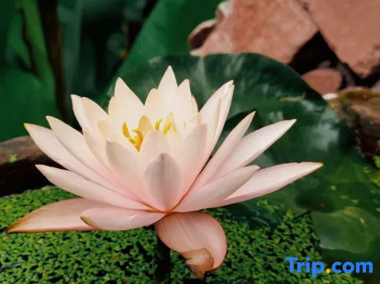 Yehou Qi Homestay (Yaan Mengding Mountain Town Branch)