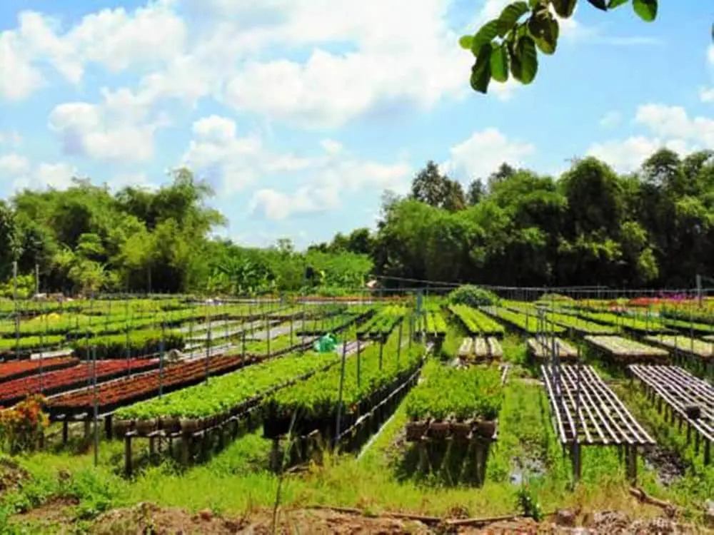 Flower Village Homestay